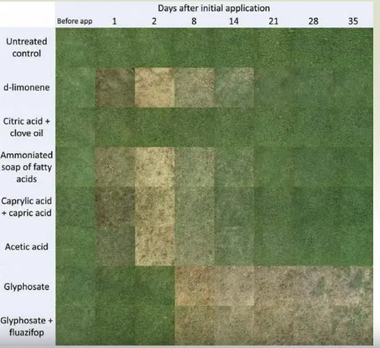 Examples of herbicide efficacy for each herbicide treatment in Dinuba. (Photo: Maggie Reiter; CAPCA Adviser Magazine)