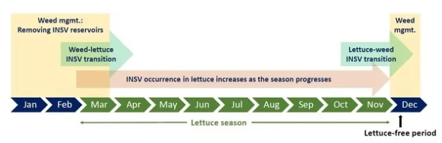 Photo 1. Graphic illustration of the role of host weed as over wintering reservoirs of INSV and their role as serving as the source for production fields infections in the spring.