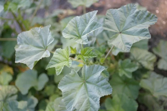 Photo 2. Little mallow (Malva) a key host of INSV