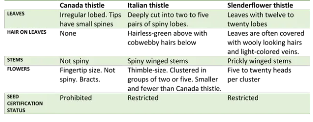 Table 1. Thistle identification