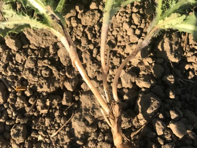 Photo 4. Canada thistle regrowing from a root that was cut 6-inches underground.
