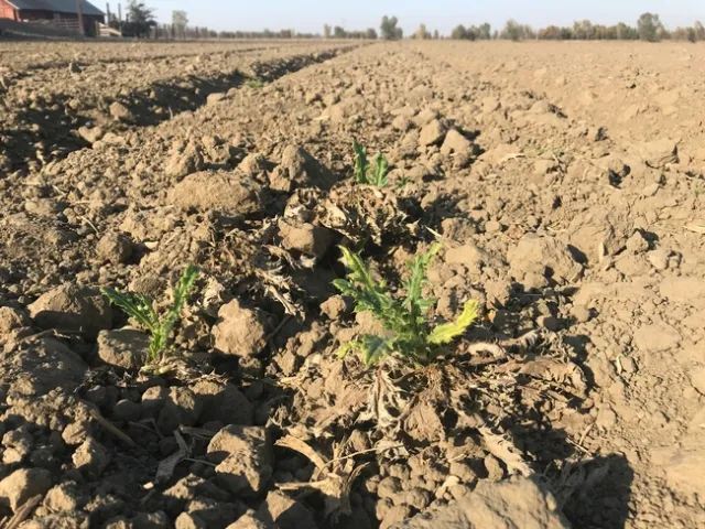 Photo 5. Canada thistle spot sprayed with glyphosate and 2,4D.