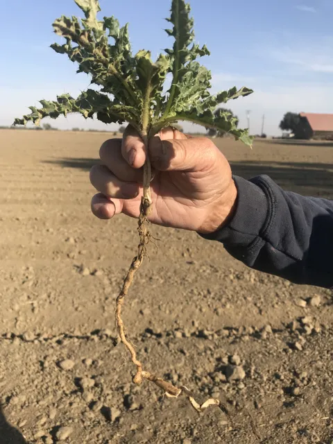 Photo 6. Canada thistle is a perennial with a deep taproot.