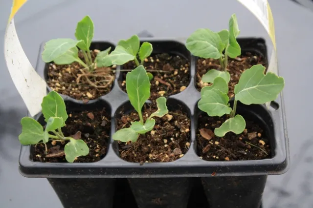 cathy-vanheest-nXvCHgkwKI4-unsplash