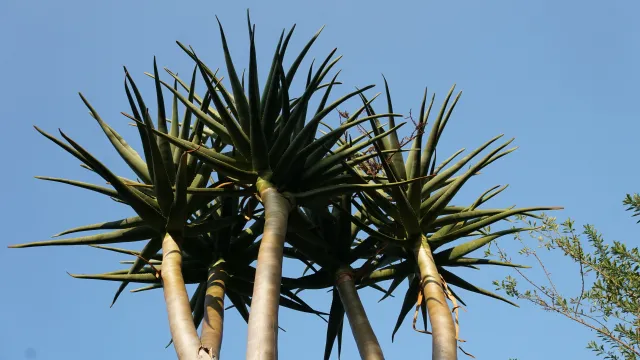 Come meet our spectacular tree aloes and other amazing succulents!