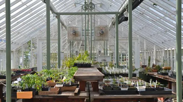 Falkirk greenhouse 1