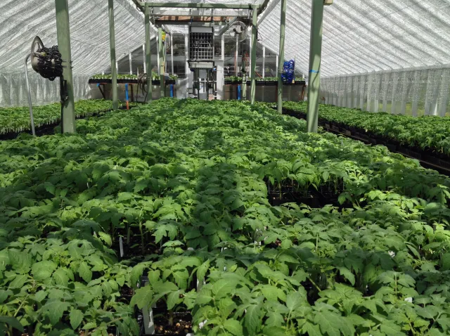 The plants are grown from seed by UC Marin Master Gardeners at our Falkirk Demonstration Garden greenhouse in San Rafael.