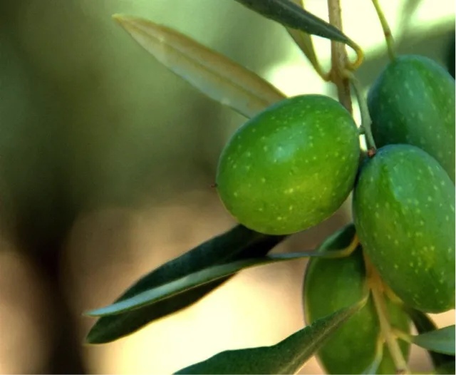 Photo: website “UCANR”, Manzanillo Olive