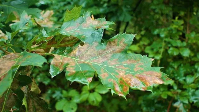 Sunburned leaves and stems become discolored. Photo credit: Pikist.com