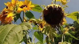 Wilted, drooping leaves are signs of heat stress in plants. Photo credit: Pikist.com