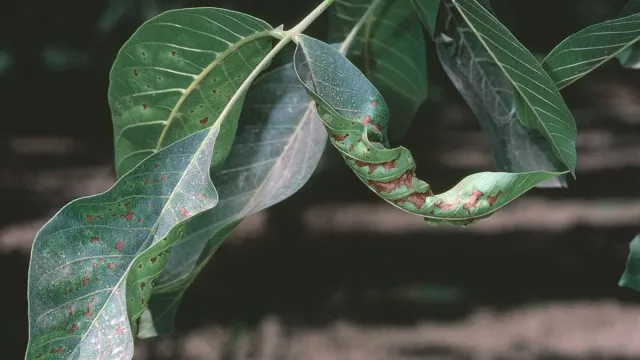 Plants can dry out quickly when exposed to constant wind. Photo credit: UC Regents