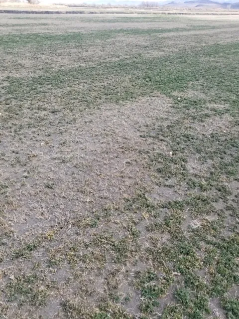 AphidDamageNevada2020-2