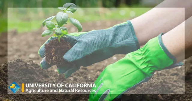 Green garden gloves planting