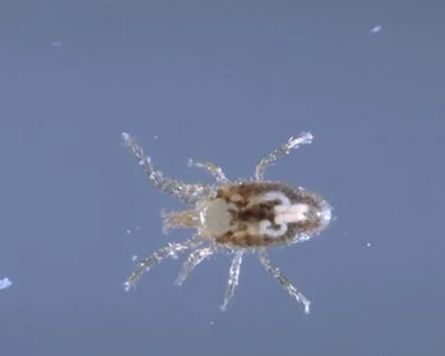 Figure 1. Adult tropical rat mite. (Credit: Jack Kelly Clark)