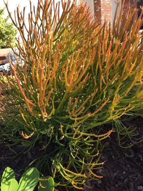 Photo by Leslie Stevens