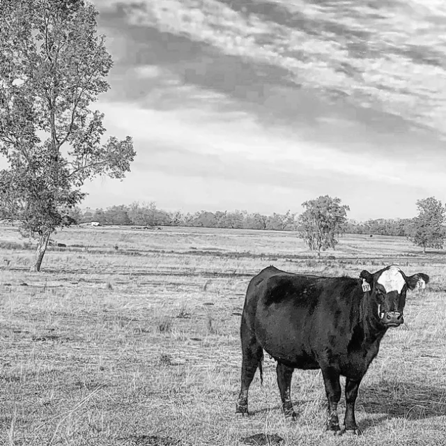 A cow grazes on short pasture in December 2020 - typical of forage conditions this year.