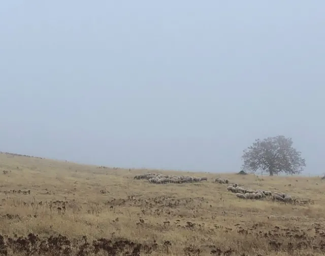 Sheep grazing on annual rangeland in December 2020. Many producers are supplementing forage with hay or other feeds this year.
