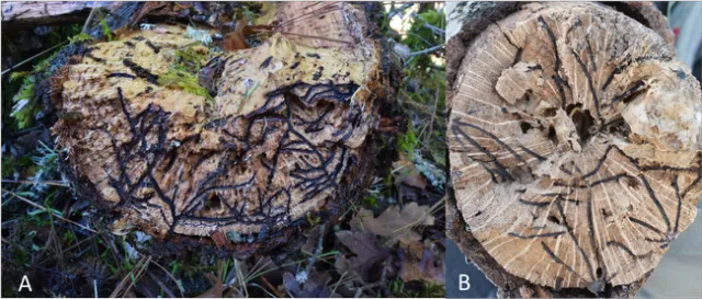 Figure 3. Galleries of A) MOB and B) native Monarthrum spp. Photo Credits: Curtis Ewing, Cal Fire.