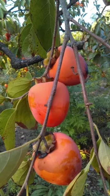 Persimmon fruit