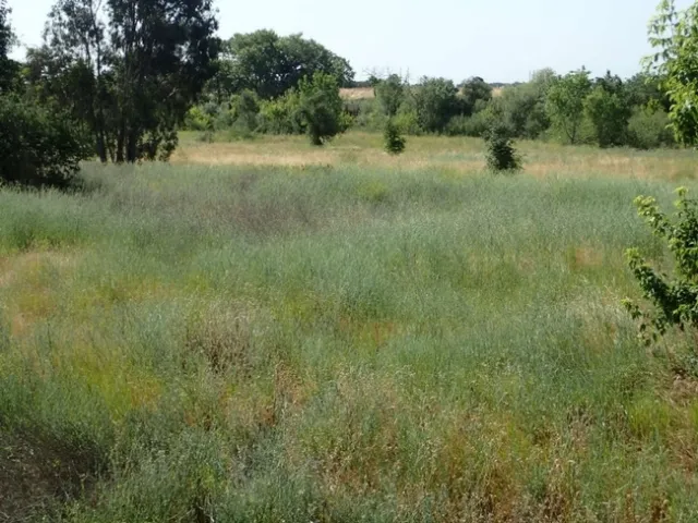 Photo 1. Yellow starthistle at the Putah Creek Riparian Reserve