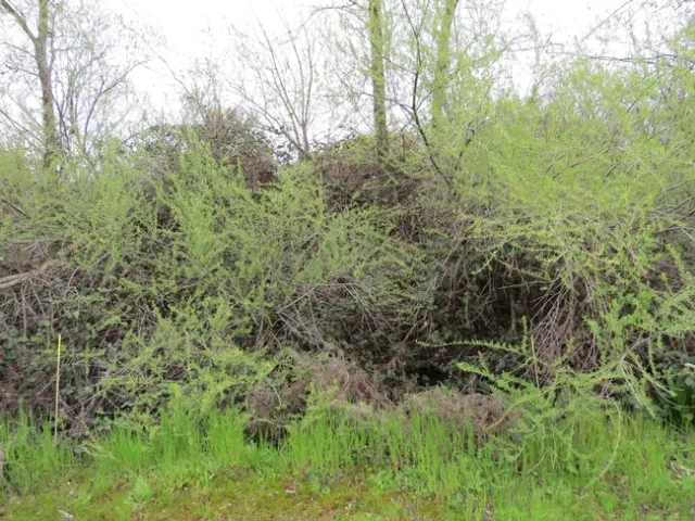 Photo 1: Two months after herbicide applications, control plots had abundant willow and blackberry