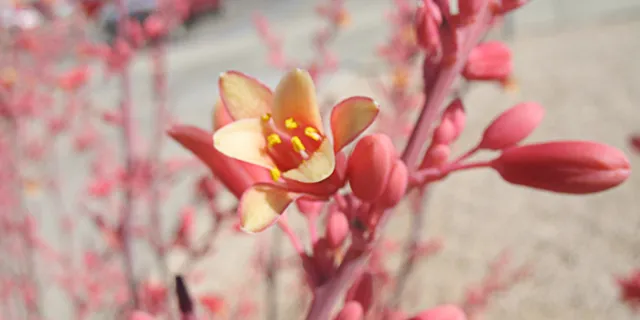 Red or coral yucca (Hersperaloe parviflora)