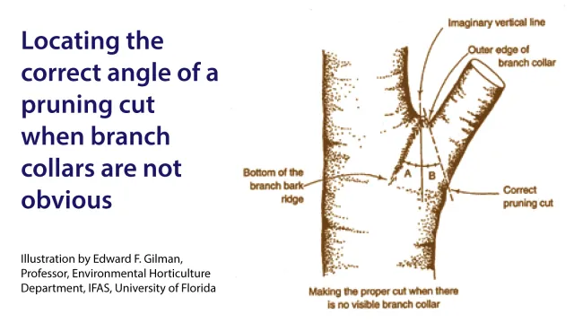 Pruning-angle