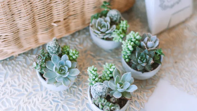 Maria Orlova, Pexels