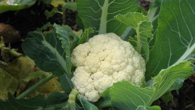 Be sure to grow what you and your family like to eat. Marie Narlock