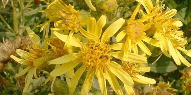 Inula (or Dittrichia) viscosa (sticky fleabane)