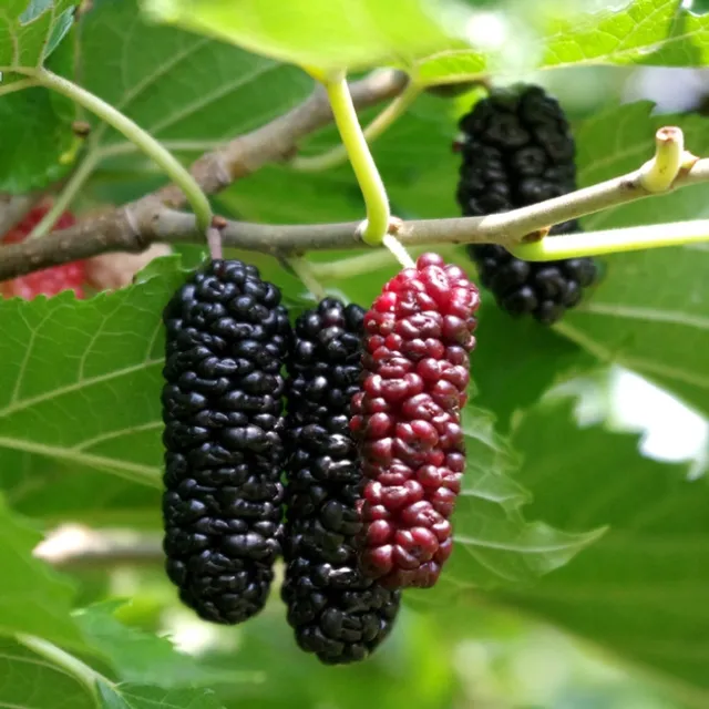 Mulberry Fruit