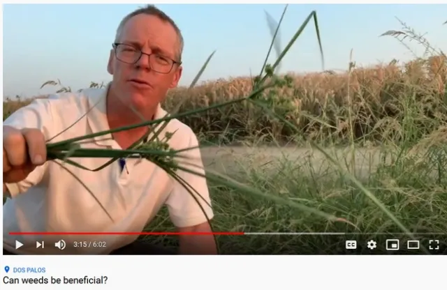video cover_Can weeds be beneficial?