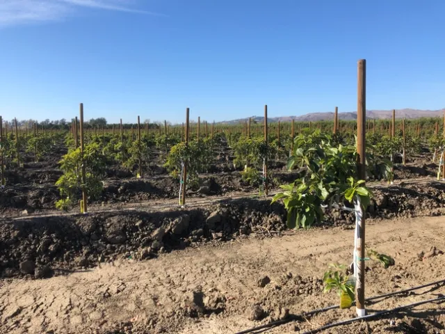 For the high-density planting study, avocado trees were spaced 10'x10' or 430 trees per acre. Traditional plantings of avocados are spaced 20'x15' or 145 trees per acre. Photo by Ben Faber