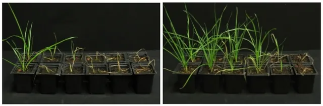 Despite increasing doses of diclofop-methyl, this herbicide-sensitive ryegrass thrives in a warmer climate. In each photo, the herbicide is applied in larger amounts going from left to right. On the far left plant, no herbicide is applied. In the left photo, the ryegrass is grown under lower temperatures (50-61 degrees Fahrenheit), whereas in the right photo, the ryegrass is grown under higher temperatures (82-93 degrees Fahrenheit). Visual: Courtesy of Maor Matzrafi