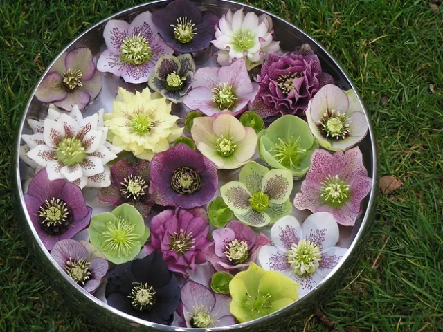 Hellabores, Spring Fever Nursery