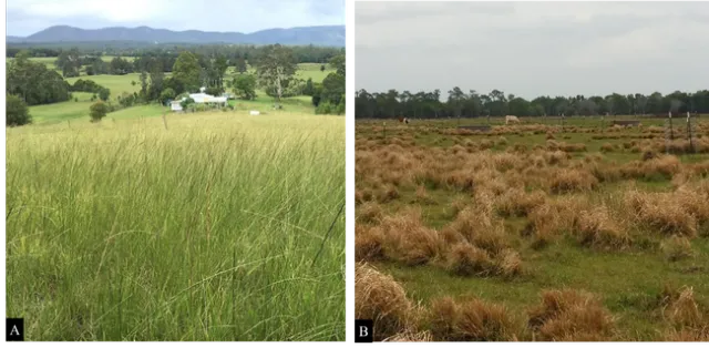 Figure 1. Giant smutgrass infestations in grazinglands located in Australia (A) and Florida (B).