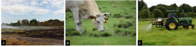 Figure 3. Giant smutgrass integrated management trial integrating physical control with (A) burning, (B) biological control using grazing, and (C) chemical control with broadcast applications of hexazinone.