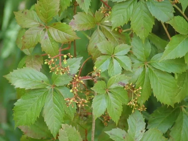 Virginia creeper with some flower buds. Photo credit Linnaeus~commons. CC-3.0