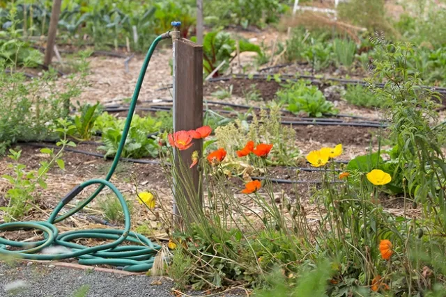 Tall Icelandic poppy flowers in orange grow next to a green garden hose
