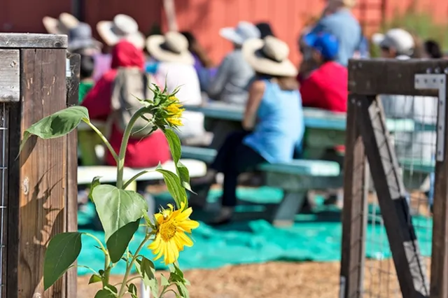 A yellow sunflower with two blooms grows in front of an open garden gate.