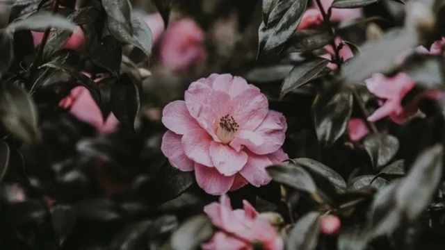 Pick up dropped camellias to avoid petal blight. Photo: Annie Spratt, unsplash