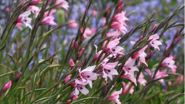 Plant painted lady gladiola corms (Gladiolus carneus) in spring for a beautiful summer display. Photo: Creative Commons