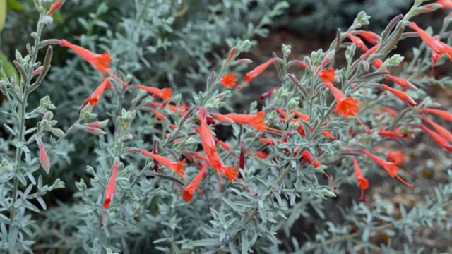 Fall is the perfect time to plant native plants, like this California fuchsia (Epilobium). Photo: Marie Narlock