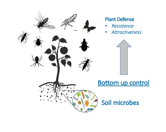 Plant defense - soil microbes (bottom up)