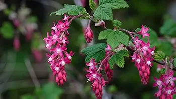 Ribes sanguineum. Photo: Wikimedia Commons
