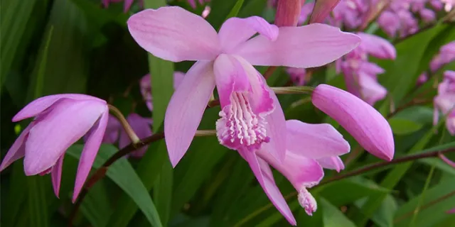 Bletilla striata, AKA Chinese ground orchid