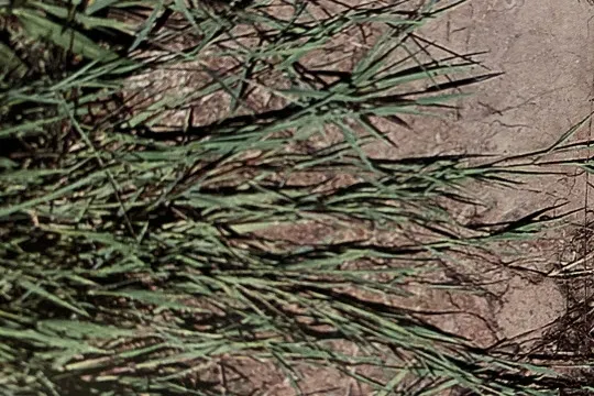 Creeping Bentgrass Growing