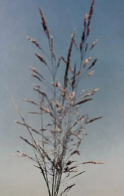 Creeeping Bentgrass Inflorence