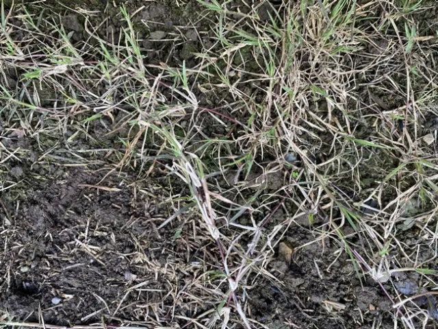 Bermudagrass Stolons(1)