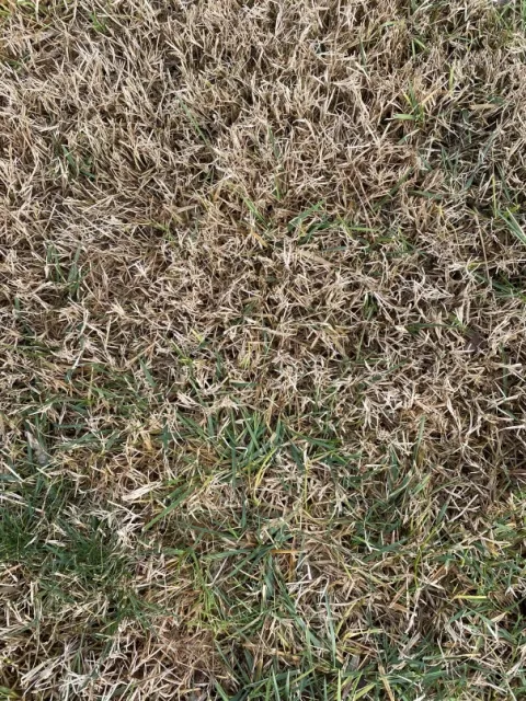 Bermudagrass Dormant